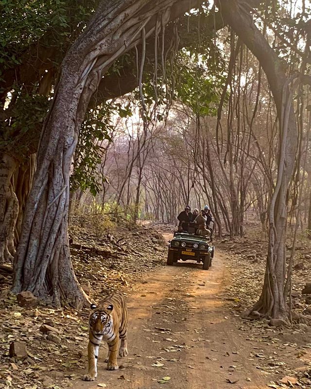 Thanks @rupal412 for organising this! Thank you to our forest guides Vijay and driver Anuj. Also the wonderful staff at Ranthambore and Oberoi. See you next time.